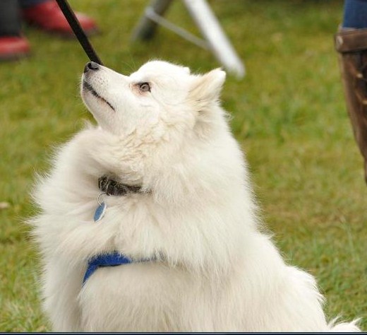 dog training at All about dogs