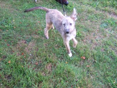 Dog training at RSPCA Suffolk