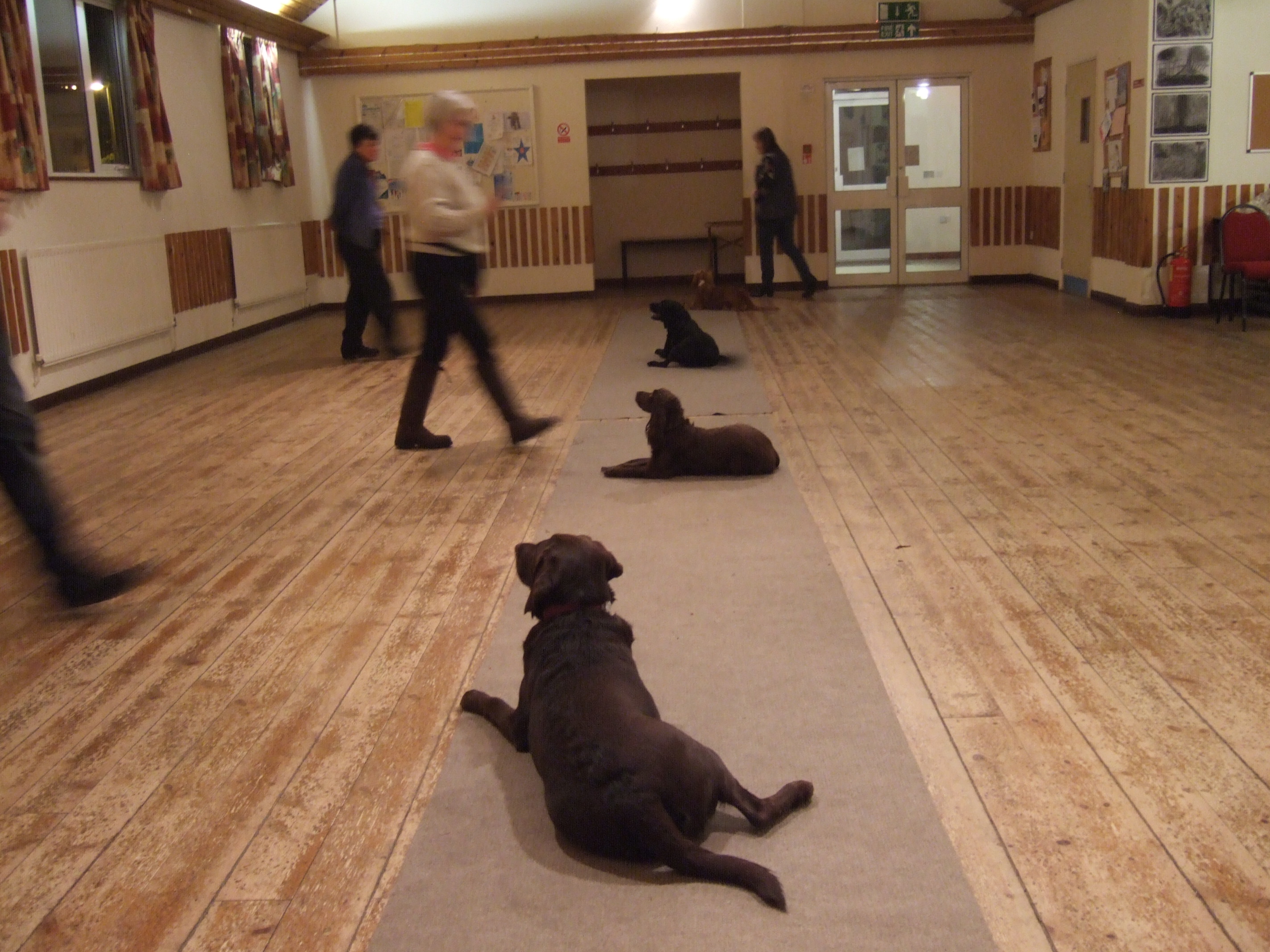 dog obedience training at Freston