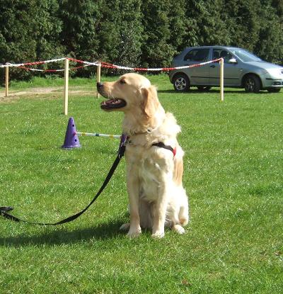 Dog Training